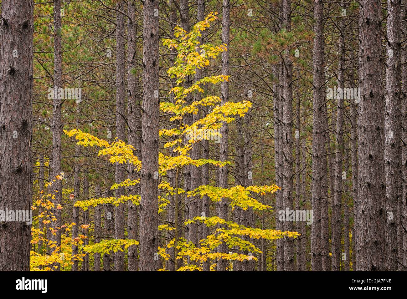 Autumn tree growing in pine stand in Hiawatha National Forest near