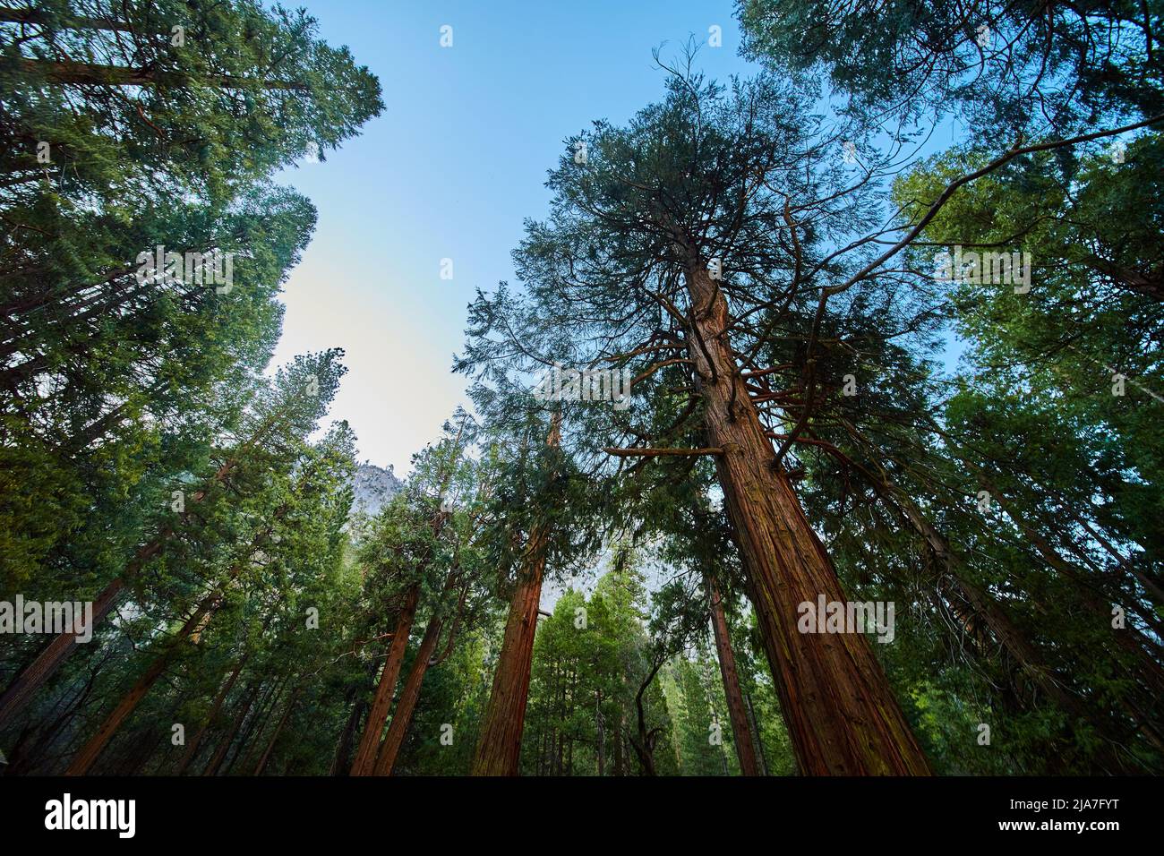 Beautiful vibrant spring forest looking up at large pine trees Stock Photo