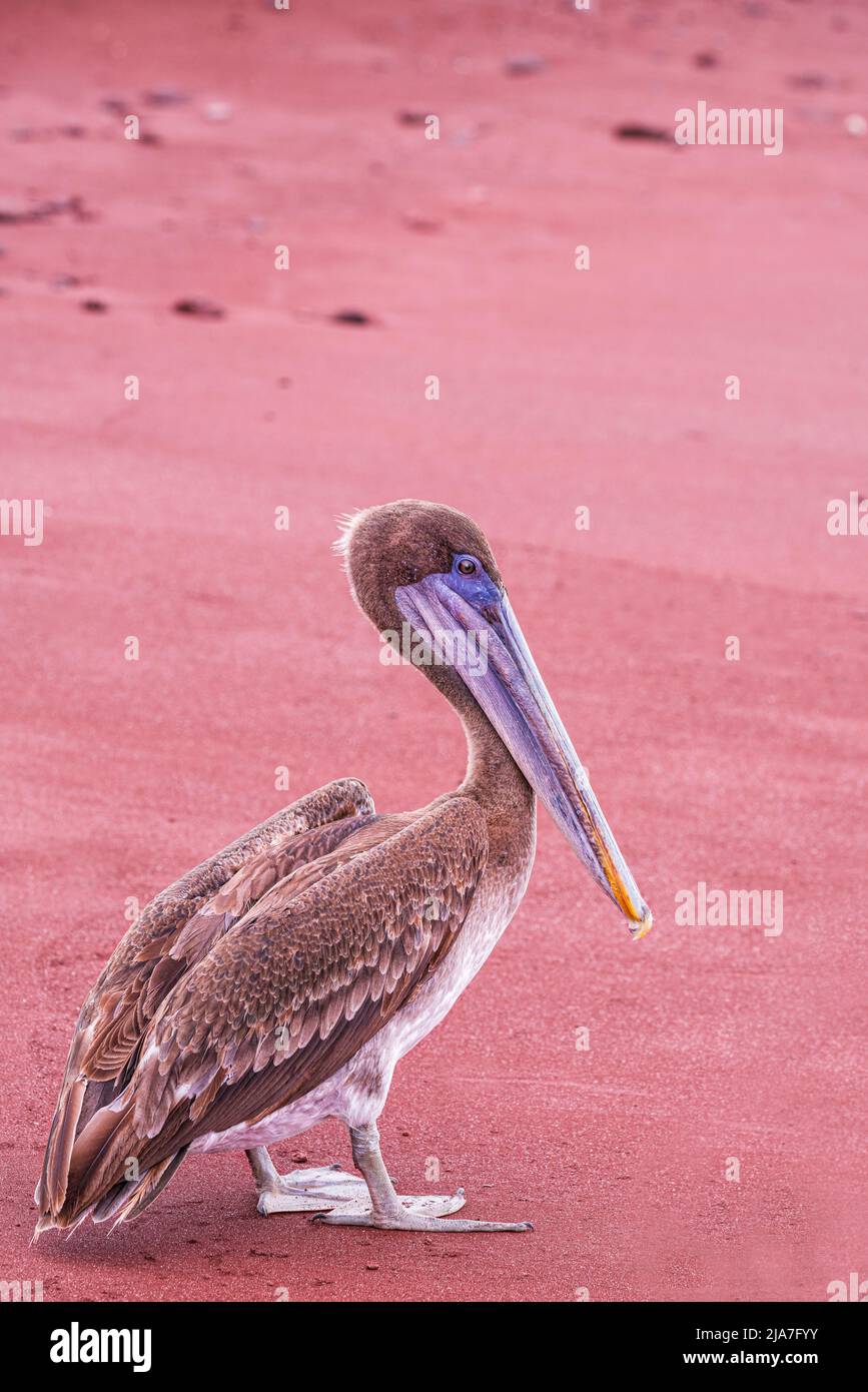 Brown pelican in the Galápagos Islands of Ecuador Stock Photo