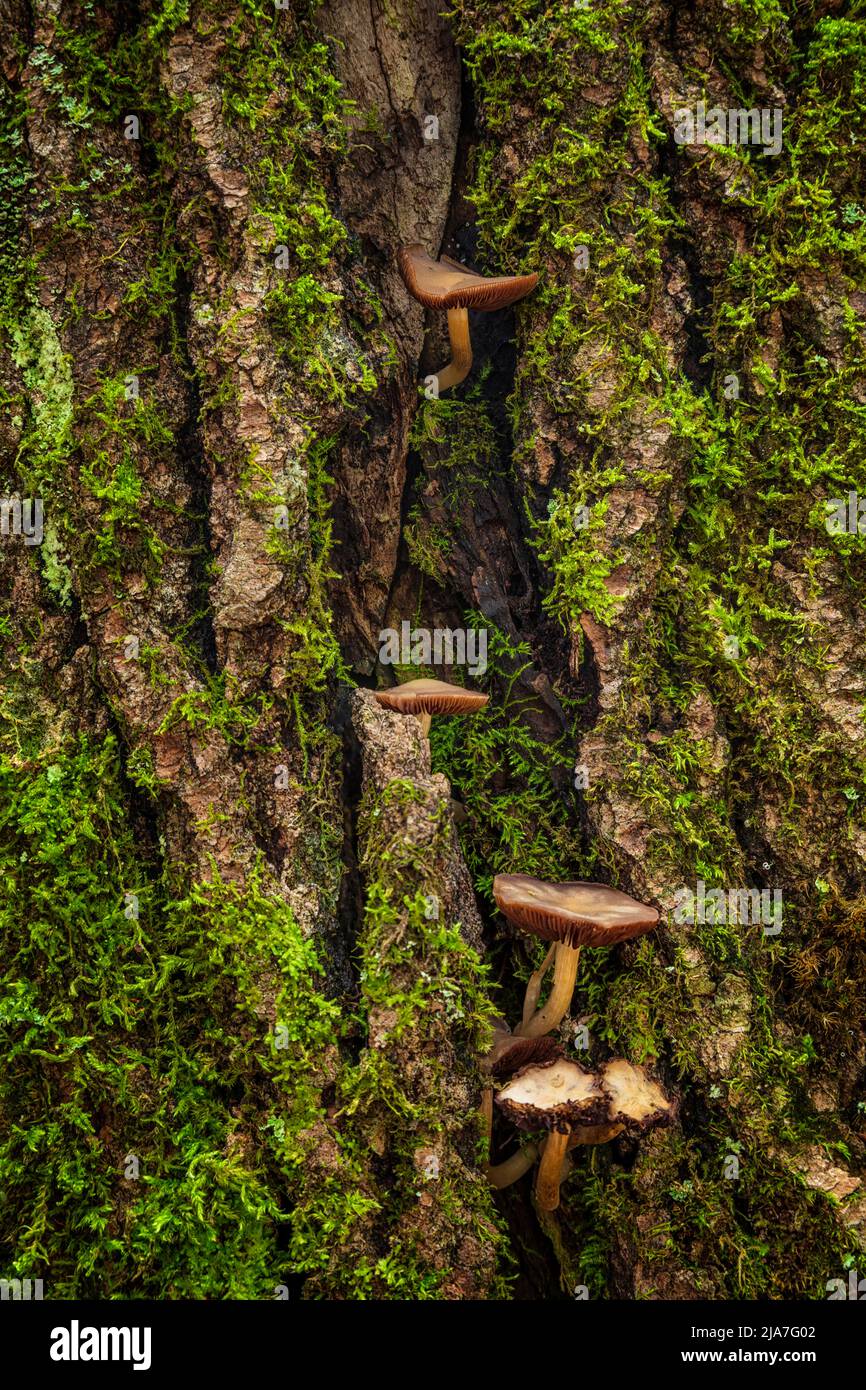 Mushrooms growing on moss covered pine tree in the Upper Peninsula of