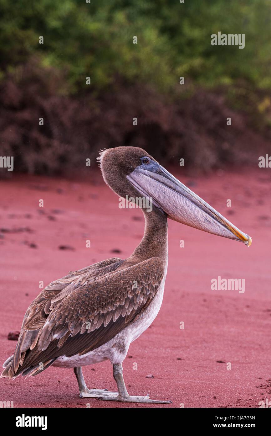 Brown pelican in the Galápagos Islands of Ecuador Stock Photo