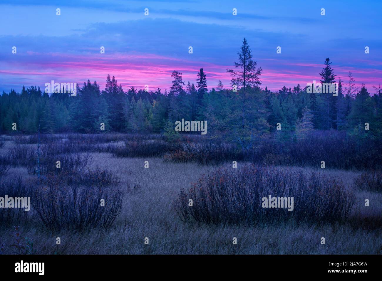 Pre dawn color over a pine bog in Hiawatha National Forest Stock Photo
