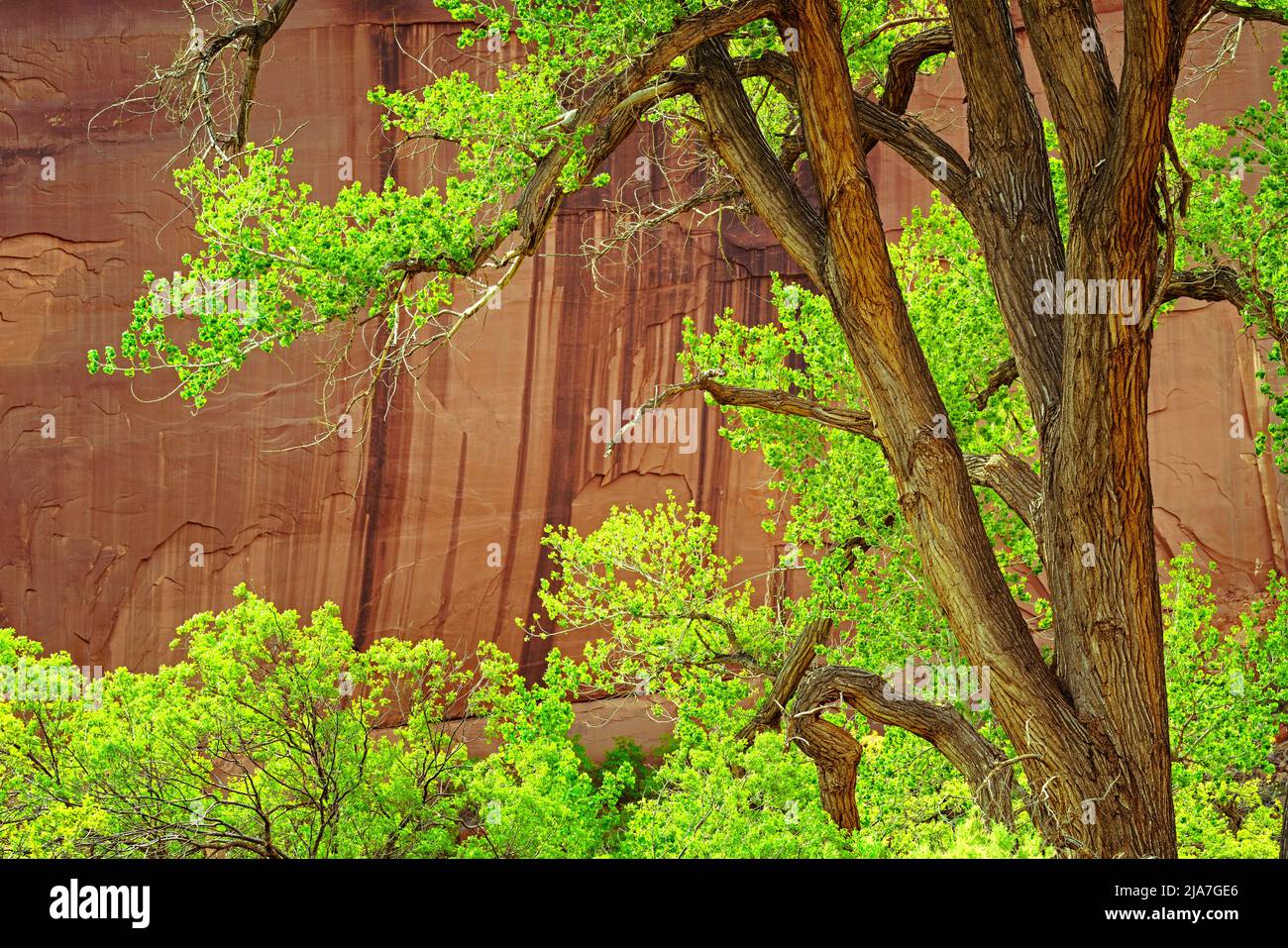Verdant spring cottonwoods along Kane Creek Boulevard in Moab, Utah Stock Photo
