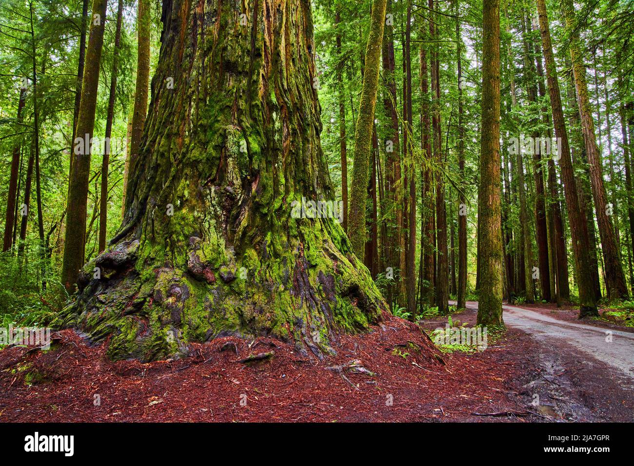 Ancient forest of giant Redwood trees next to gravel road Stock Photo