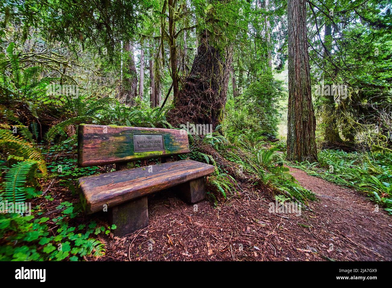 Bench made of wood logs along hiking trail of iconic Redwoods Stock Photo