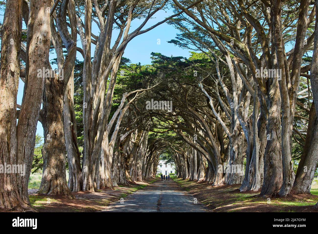 Cypress Tree Tunnel horizontal view in California Stock Photo