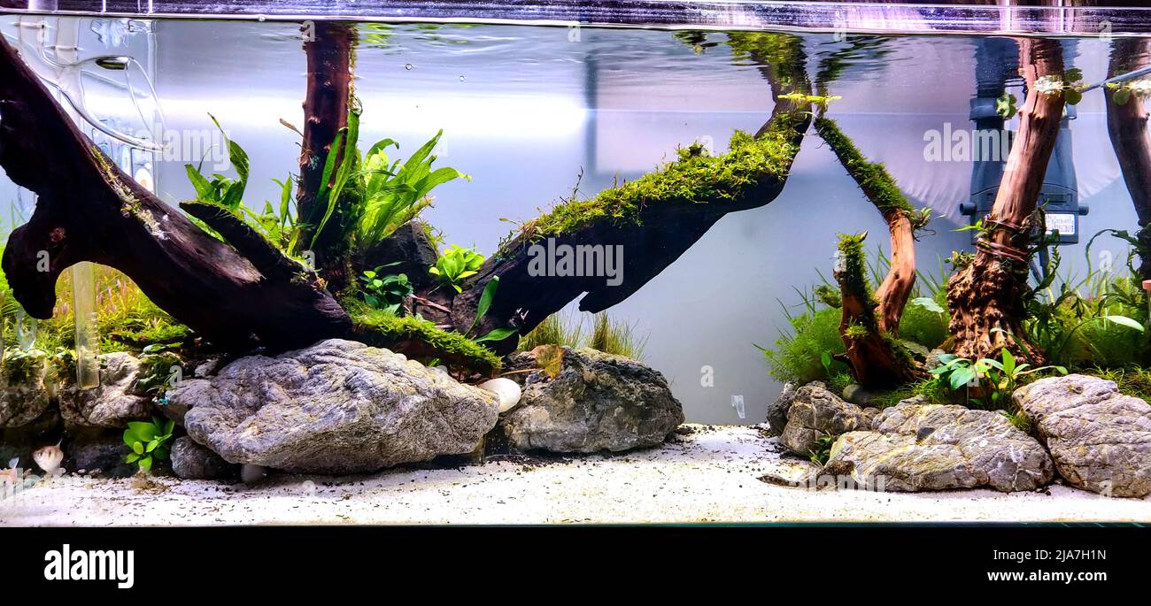 Homemade planted aquarium by using driftwood and aquatic plants Stock Photo