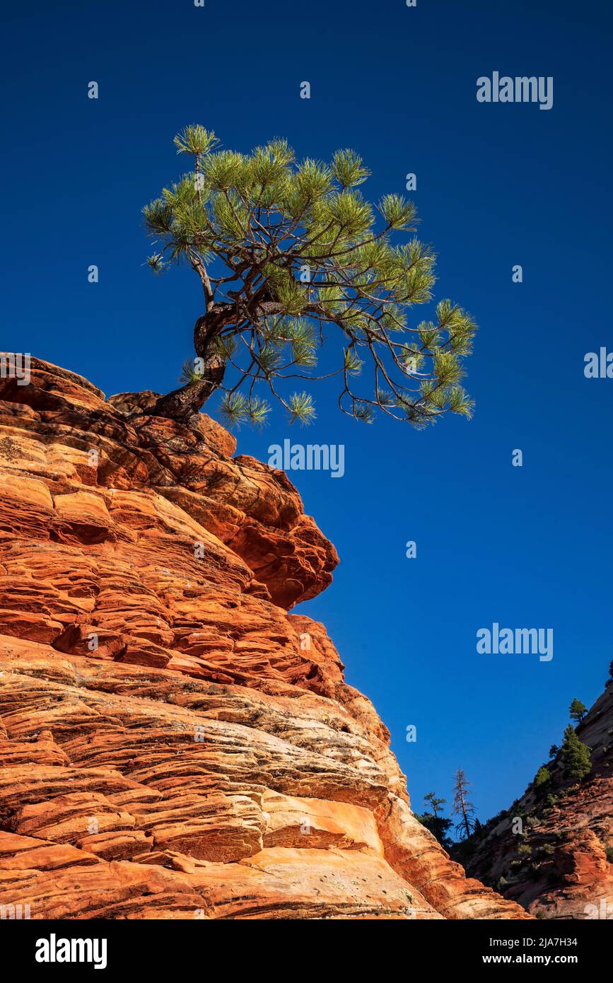 Lone Piñon Pine tree clings to rocks in Zion National Park Stock Photo