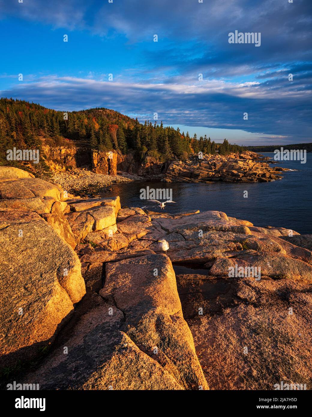 Two gulls at sunrise along the coast of Acadia National Park in Maine Stock Photo