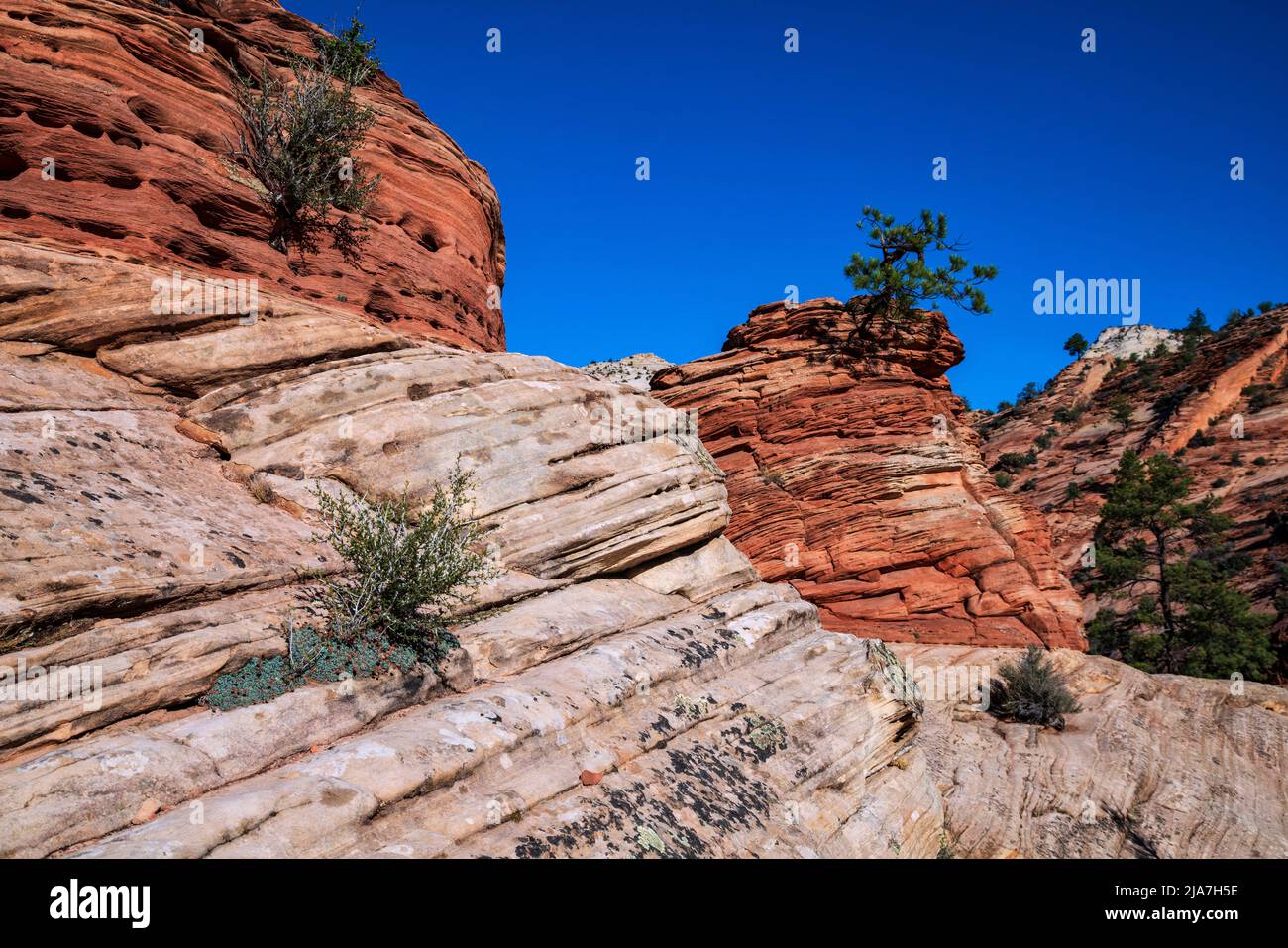 Lone Piñon Pine tree clings to rocks in Zion National Park Stock Photo
