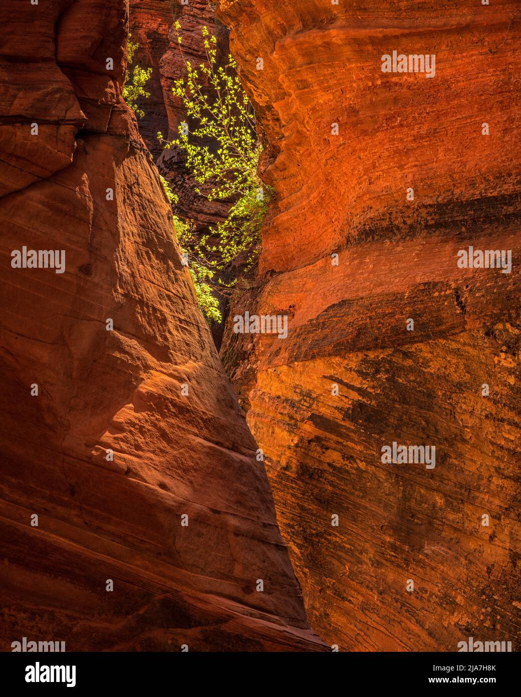 Slot canyons glows in Zion National Park, Utah Stock Photo