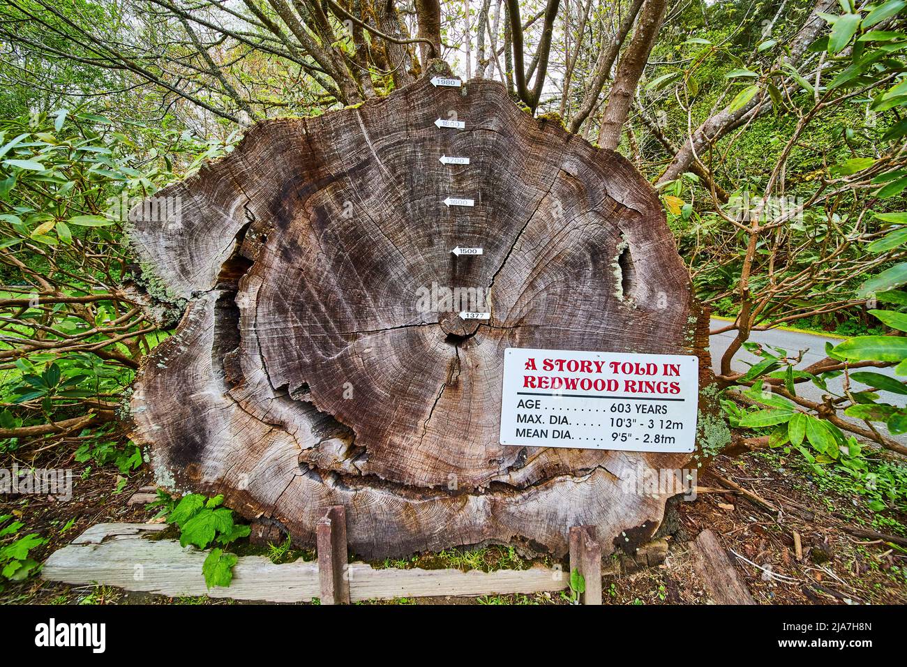 Ancient Redwood Tree rings marked with years to show age Stock Photo