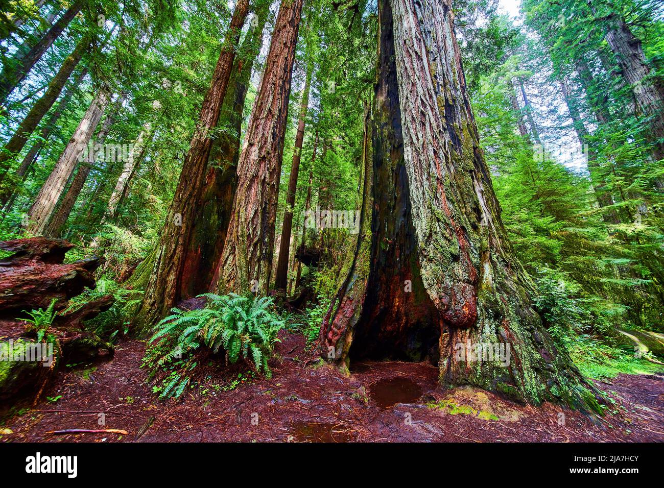 Hollowed out stunning ancient Redwood tree in California forest Stock Photo
