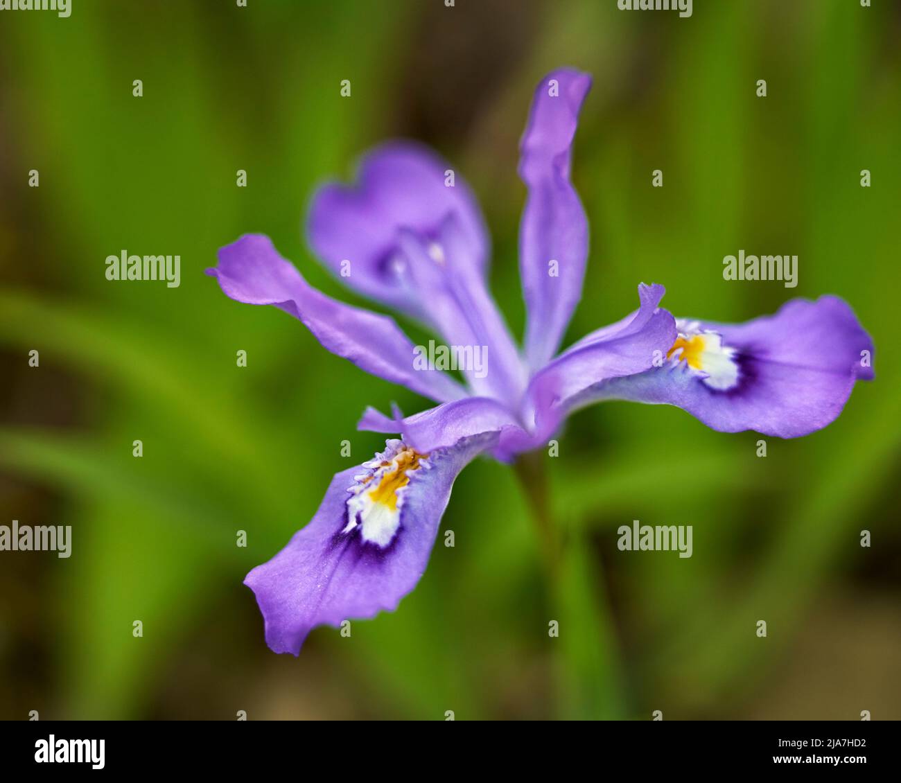 Crested Dwarf Iris in the Smoky Mountains of Tennessee Stock Photo