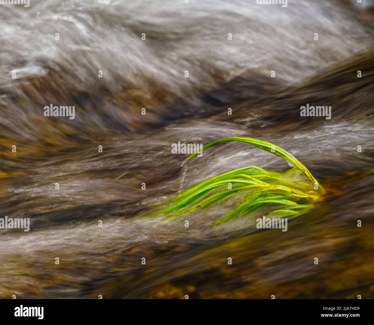 Stubborn grass hires stock photography and images Alamy