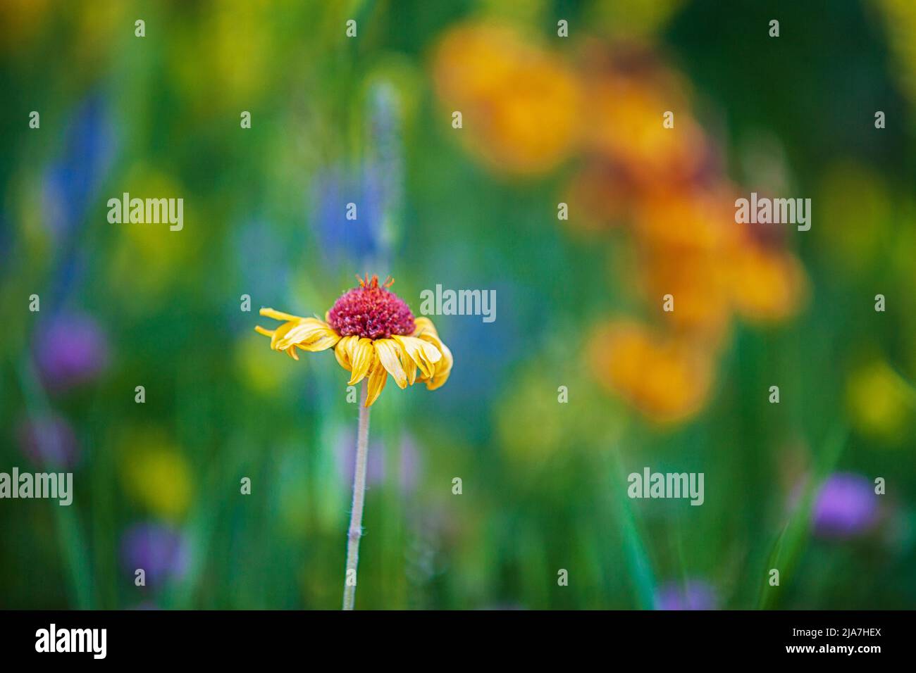 Single yellow flower isolated against blurred flowery field Stock Photo