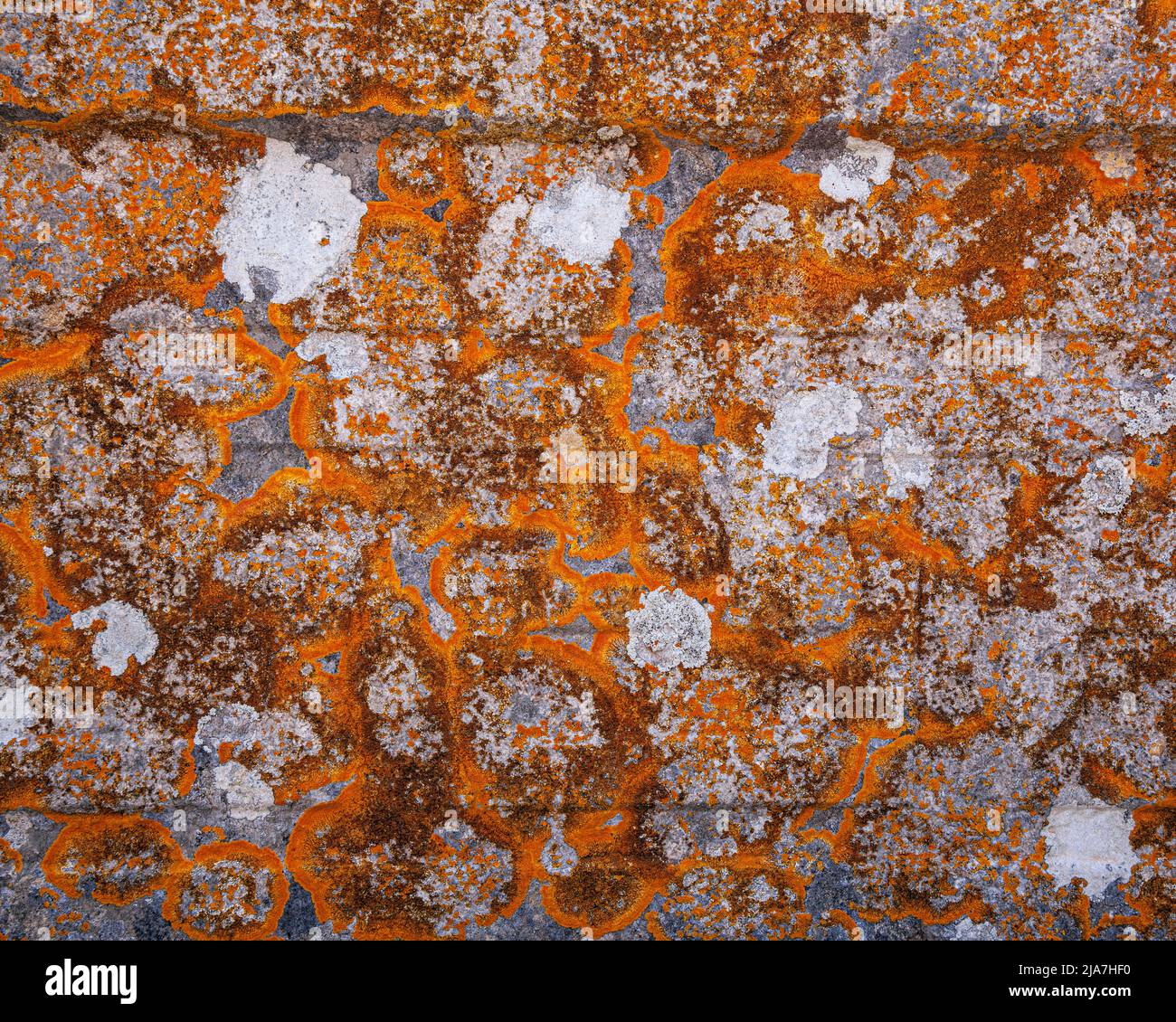Orange crustose lichen patterns on granite wall in Palermo Stock Photo