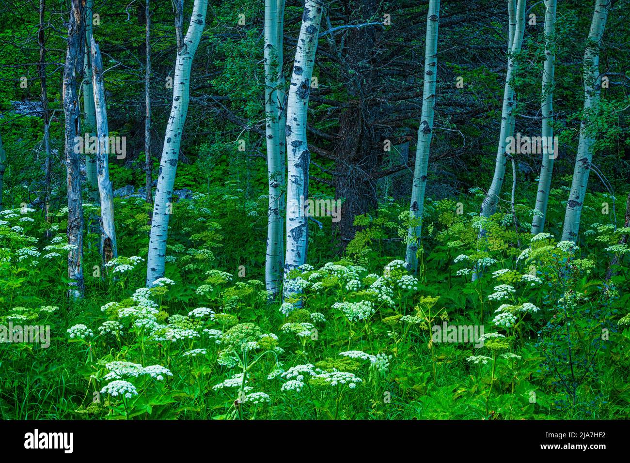 Aspens and cow parsley in spring in Glacier National Park in Montana Stock Photo