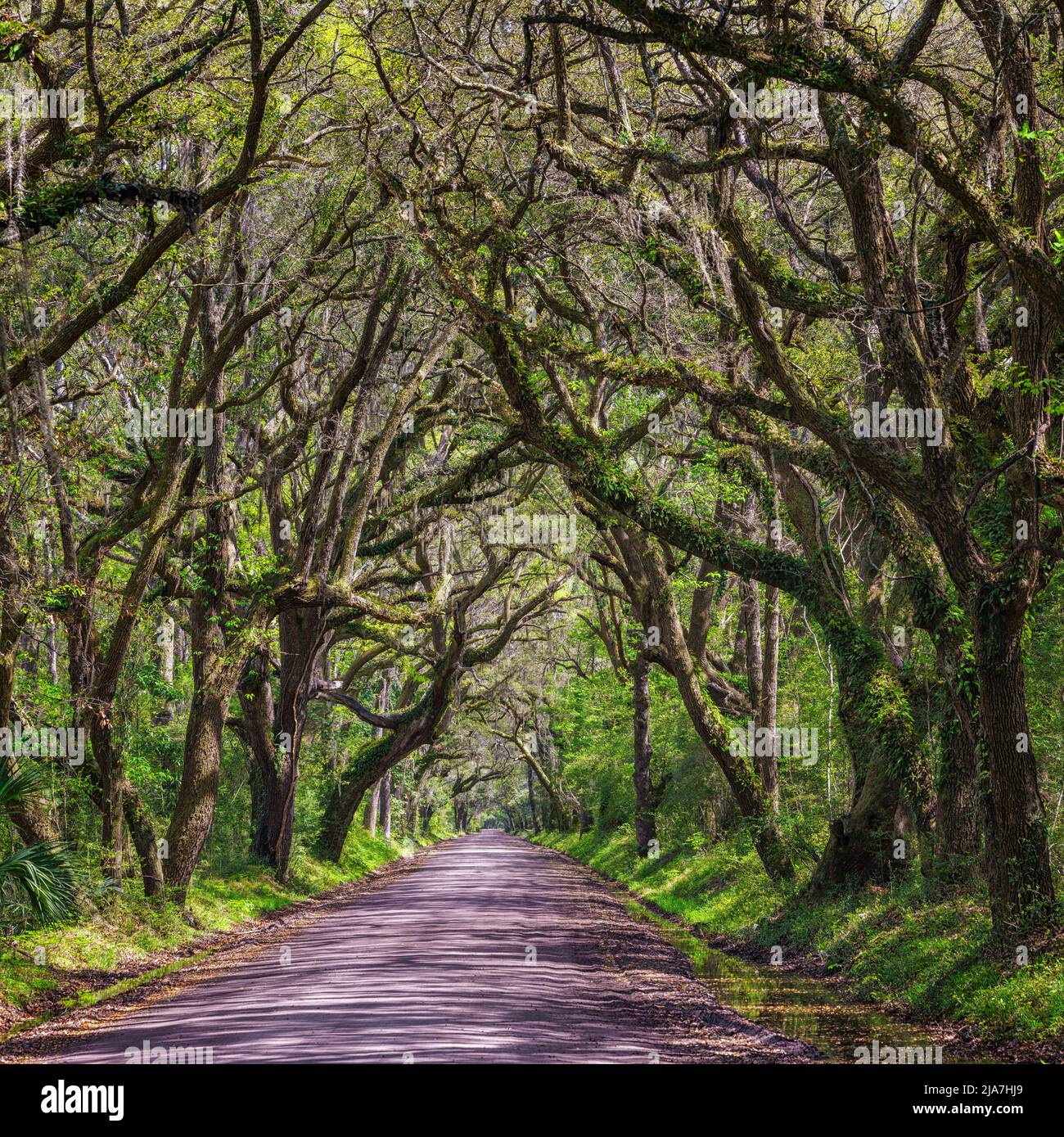 Mosscovered oak trees on Botany Bay Road, Edison Island, South