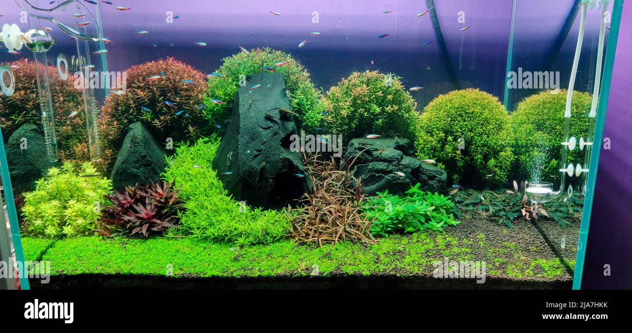 Homemade planted aquarium by using driftwood and aquatic plants Stock Photo