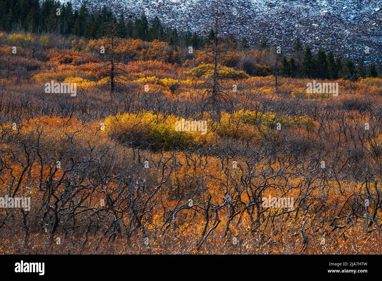 Autumn color in the La Sal Mountains near Moab, Utah Stock Photo
