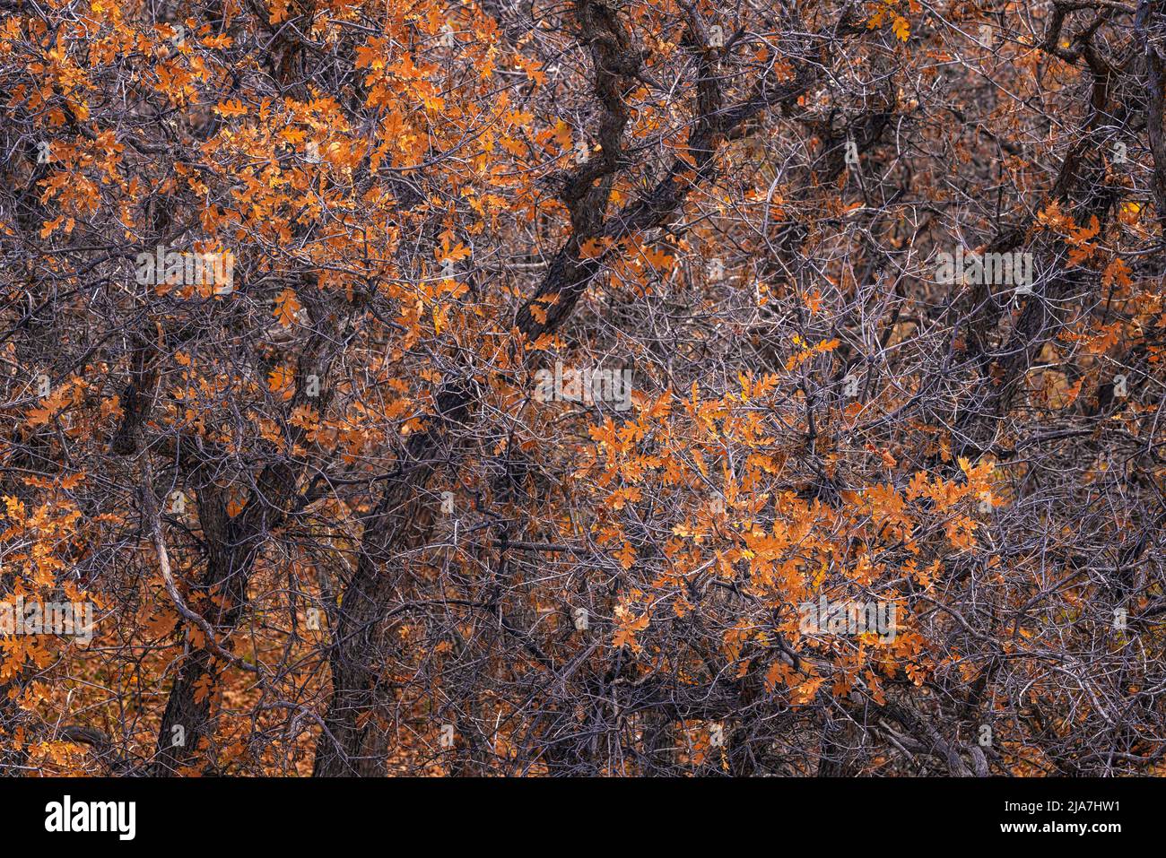 Autumn color in the La Sal Mountains near Moab, Utah Stock Photo