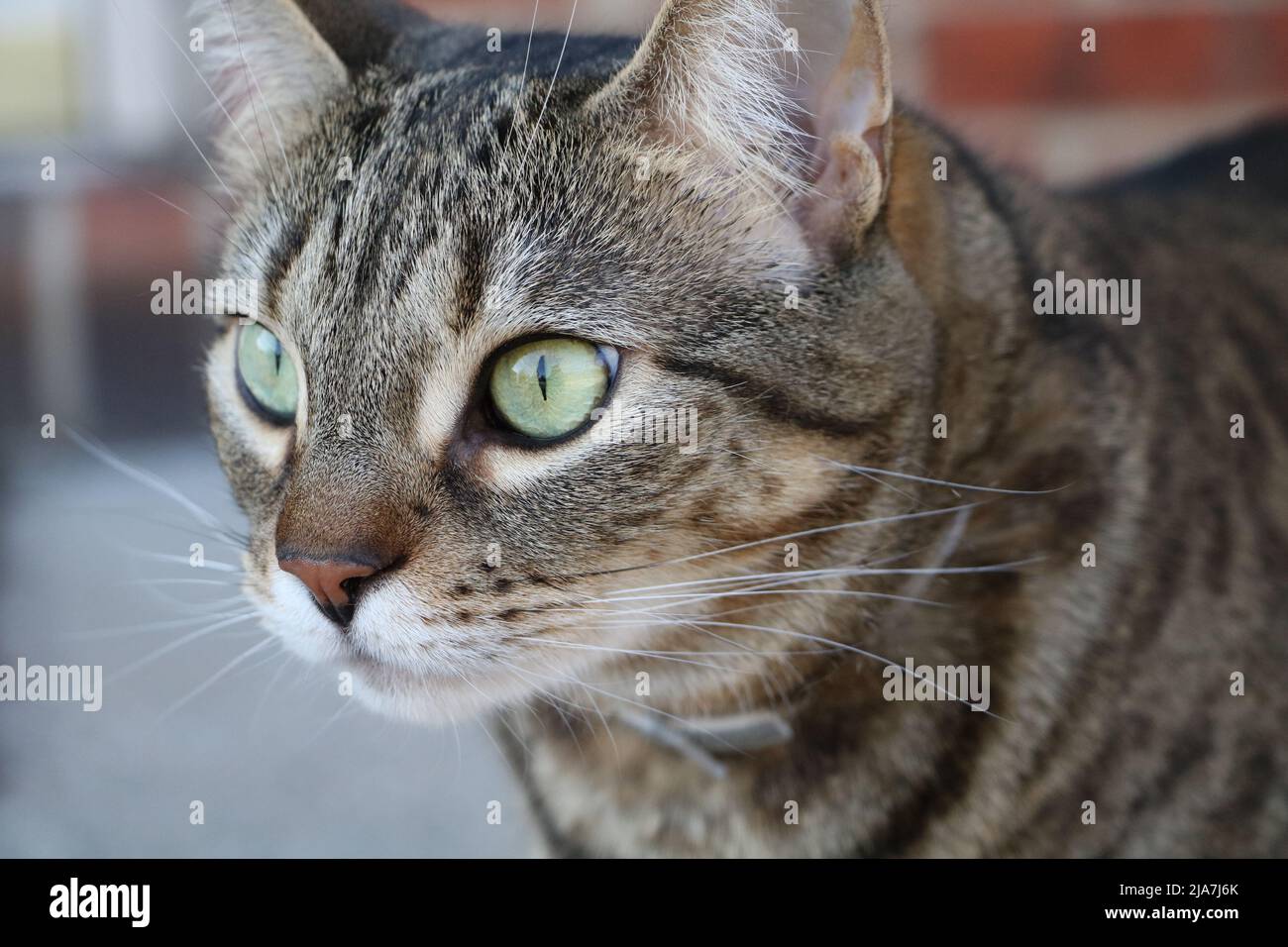 Brown and black domestic tabby cat Stock Photo