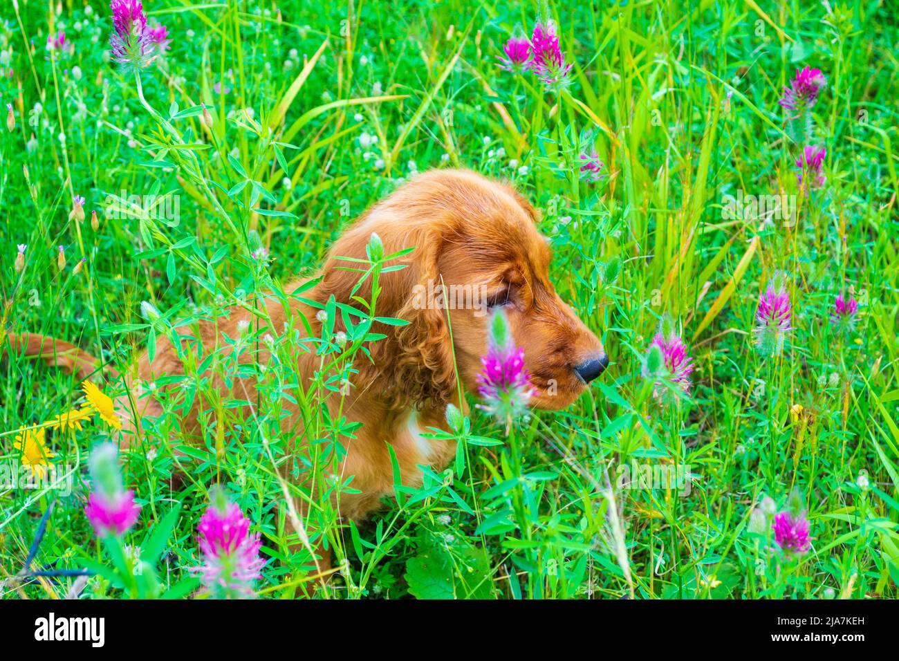 Three month old male English Cocker Spaniel in a green spring meadow ...
