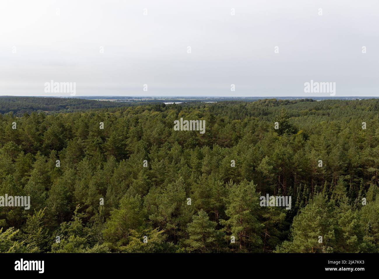 The view from the tree top walk towards Swinemünde/Wollin in Poland on the island of Usedom in Summer. Stock Photo