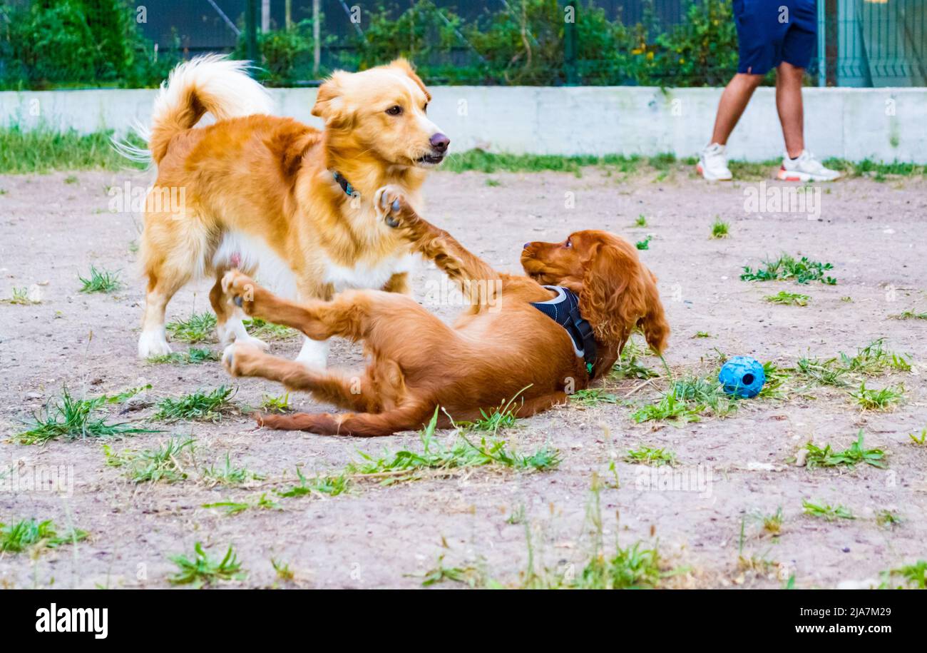 Cocker Spaniel Playing English cocker spaniel dog and unidentified breed dog playing at a ...