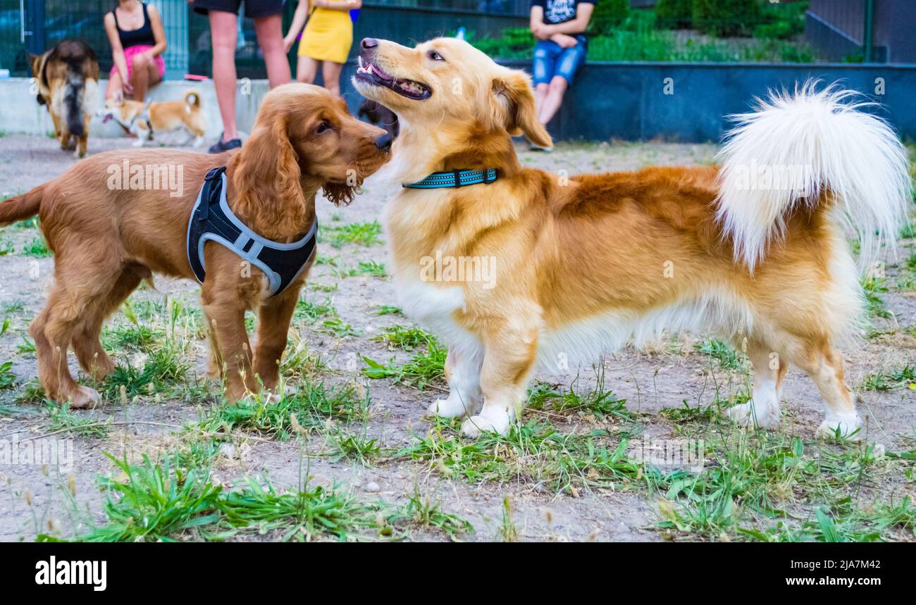 Cocker Spaniel Playing English cocker spaniel dog and unidentified breed dog playing at a ...
