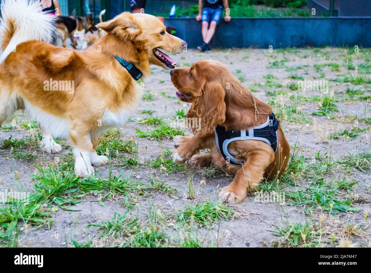 Cocker Spaniel Playing English cocker spaniel dog and unidentified breed dog playing at a ...