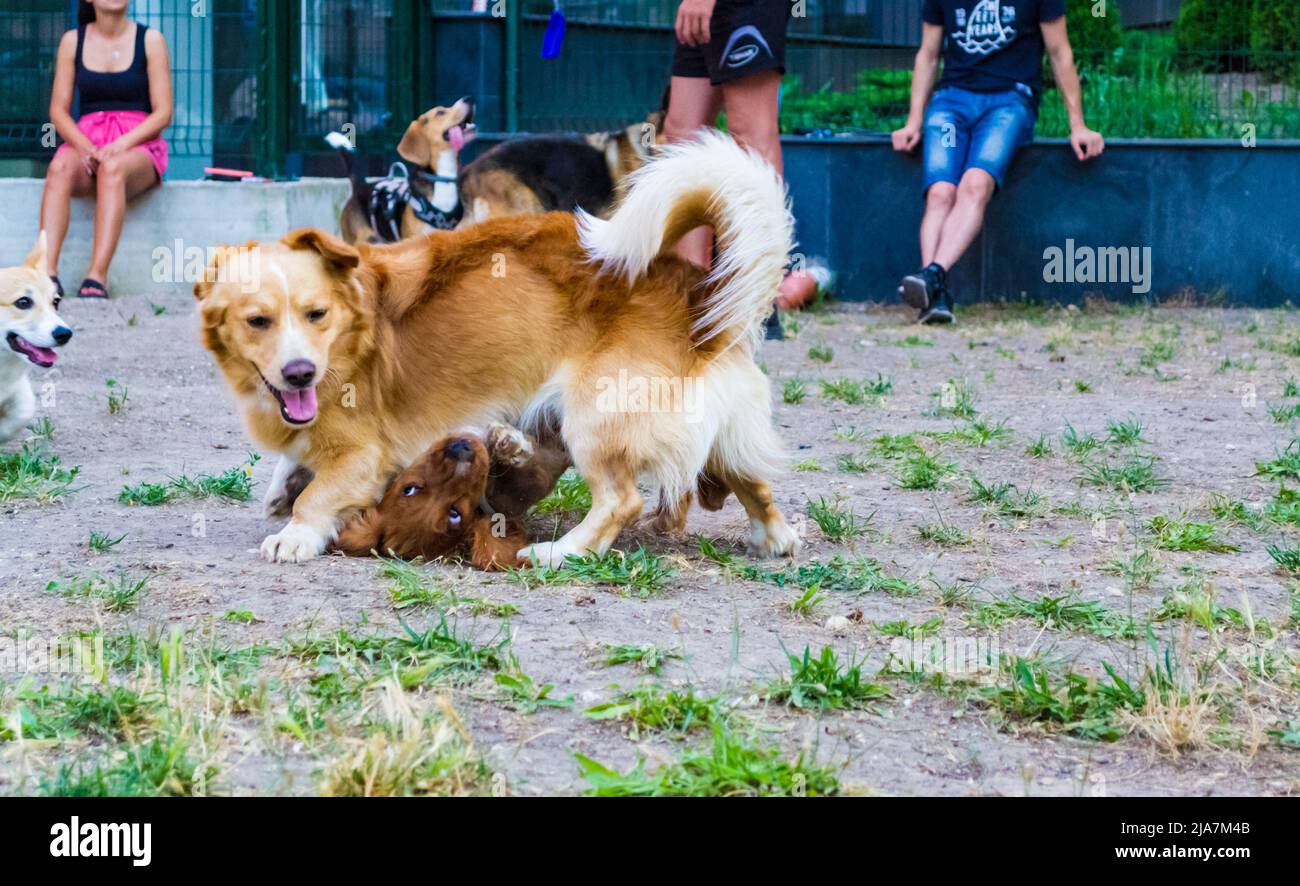Cocker Spaniel Playing English cocker spaniel dog and unidentified breed dog playing at a ...