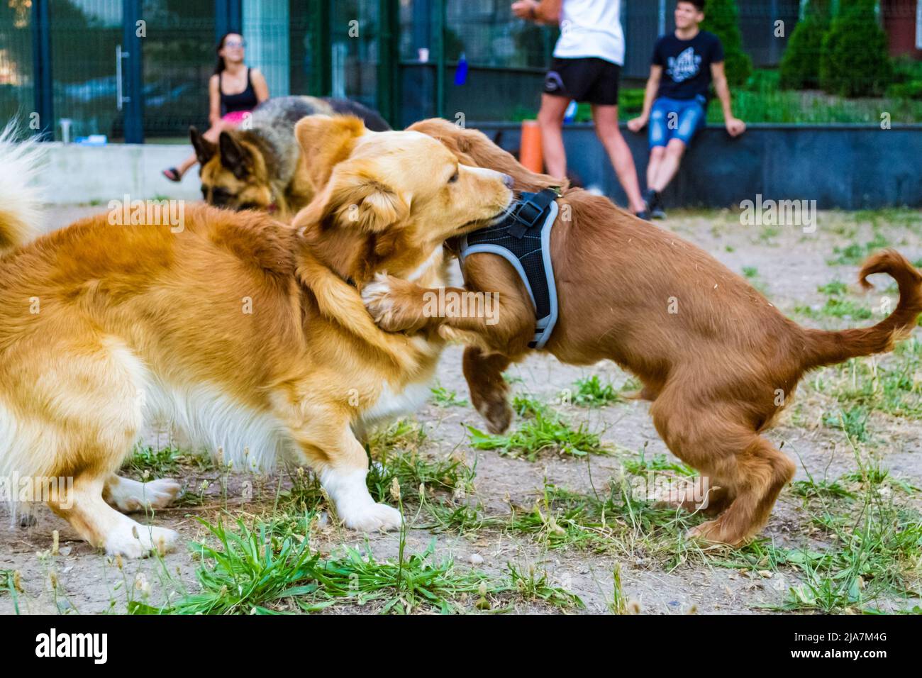 Cocker Spaniel Playing English cocker spaniel dog and unidentified breed dog playing at a ...