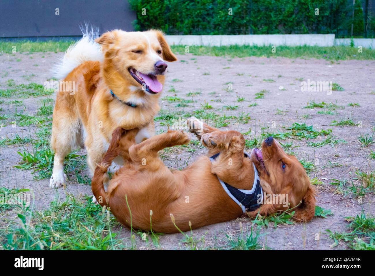 Cocker Spaniel Playing English cocker spaniel dog and unidentified breed dog playing at a ...