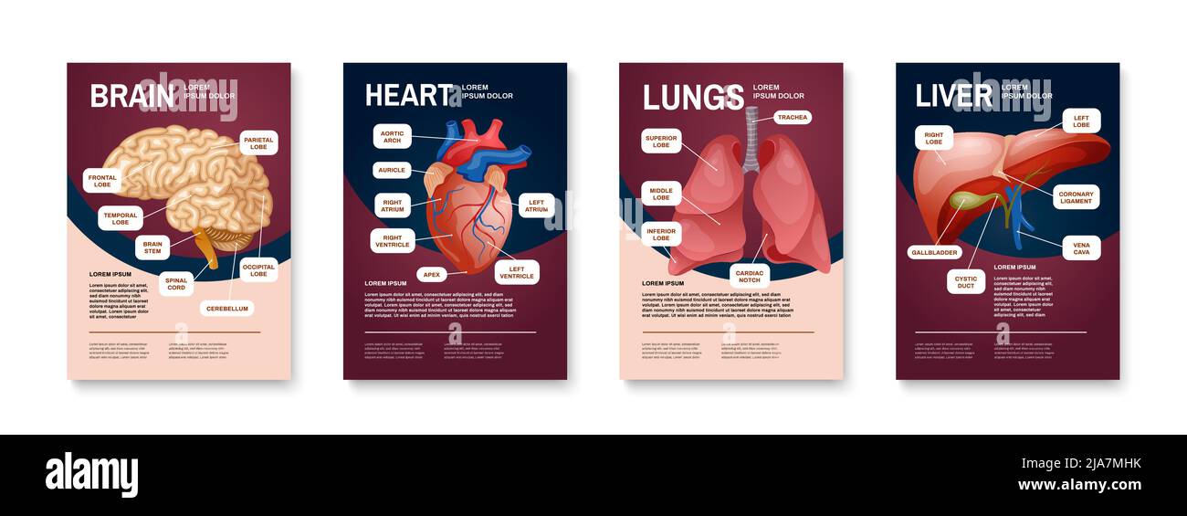 Internal human organs poster set with brain heart lungs and liver descriptions vector illustration Stock Vector