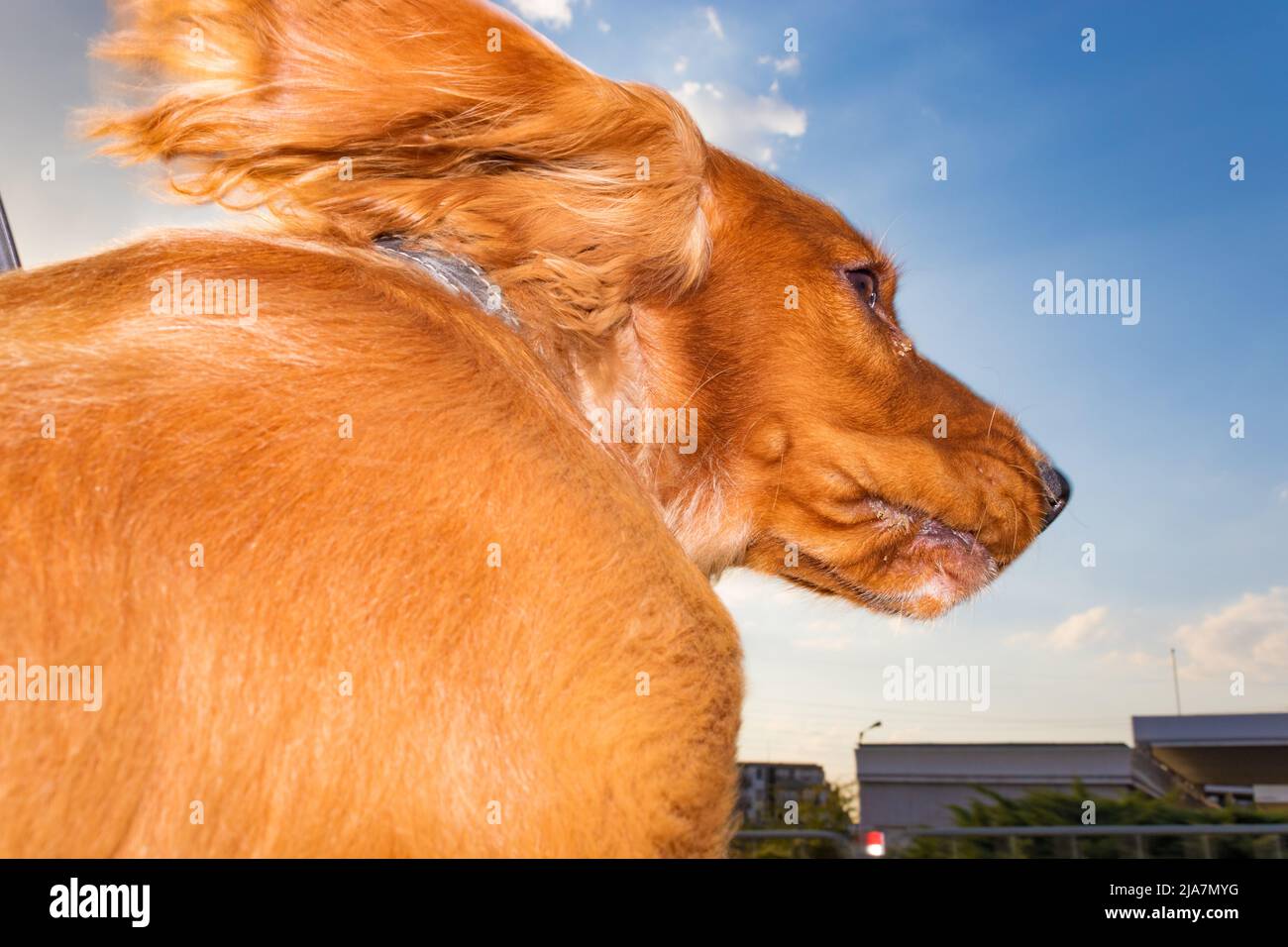 Six month old happy male puppy English cocker spaniel dog observing the