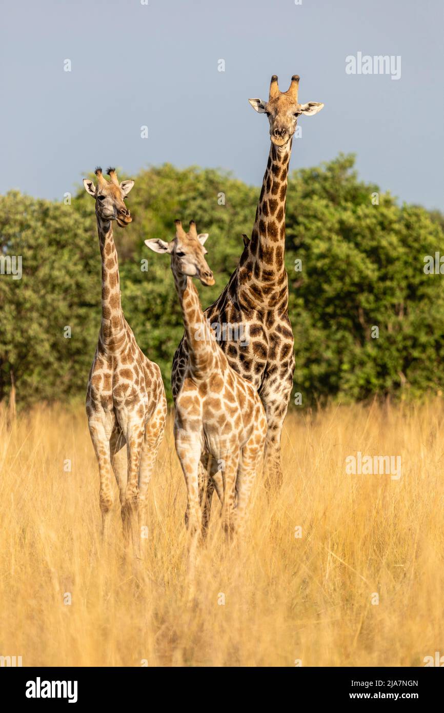 Southern giraffe of the Okavango Delta grassland, Botswana Stock Photo