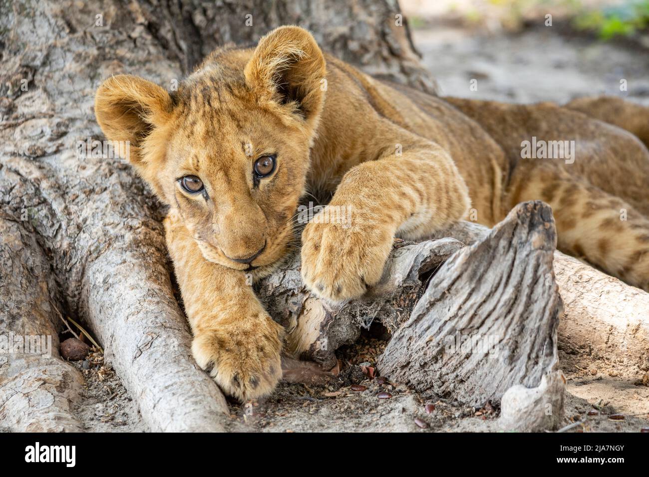 Lion cubs of Okavango Delta grassland Stock Photo