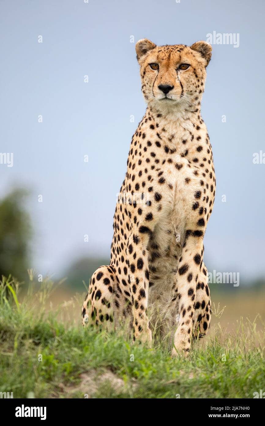 Cheetah's in Okavango Delta grassland Stock Photo