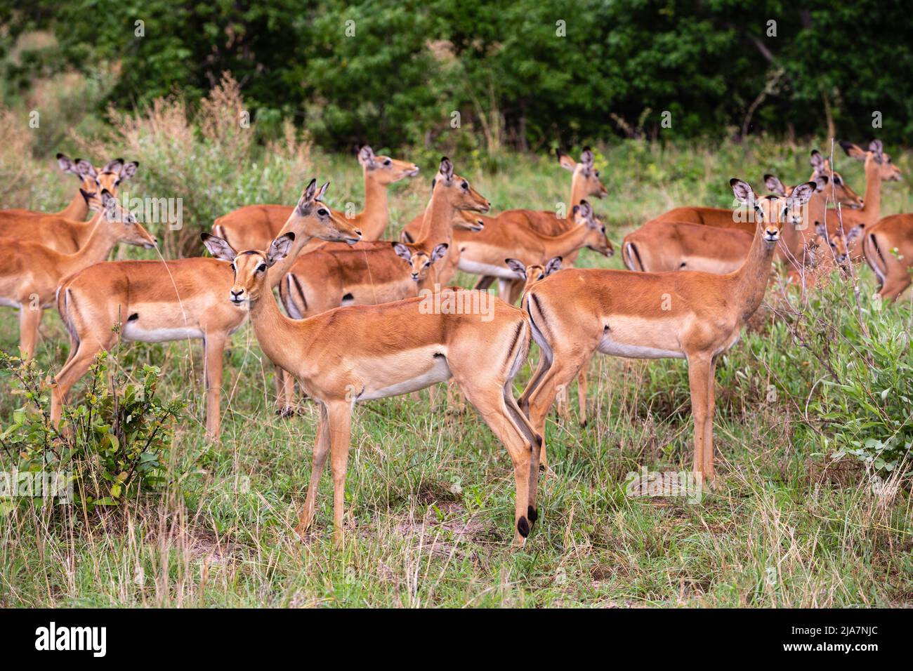 Impala of Botswana's Okavango Delta Stock Photo