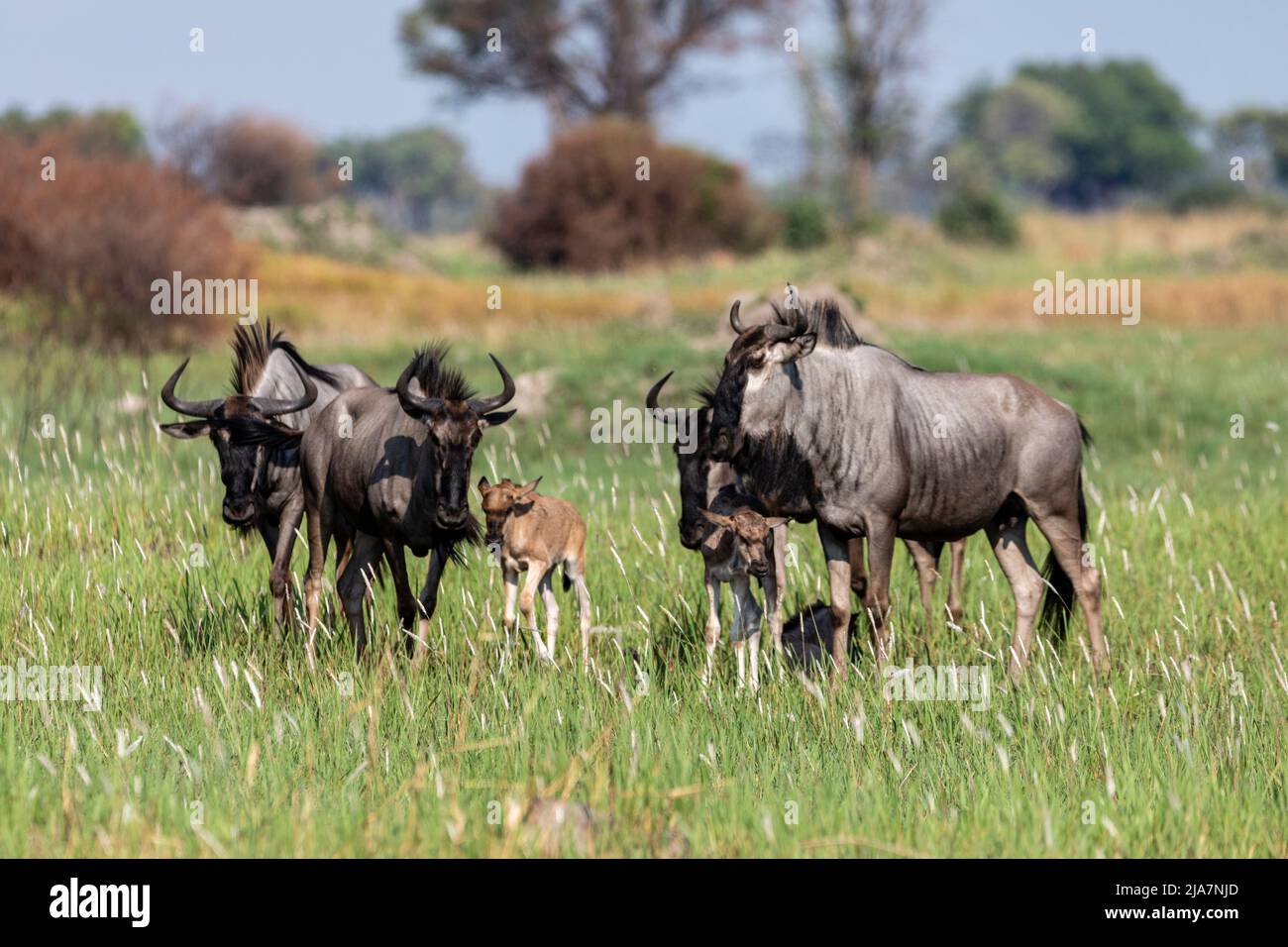 Wildebeest of the Okavango Delta grassland, Botswana Stock Photo