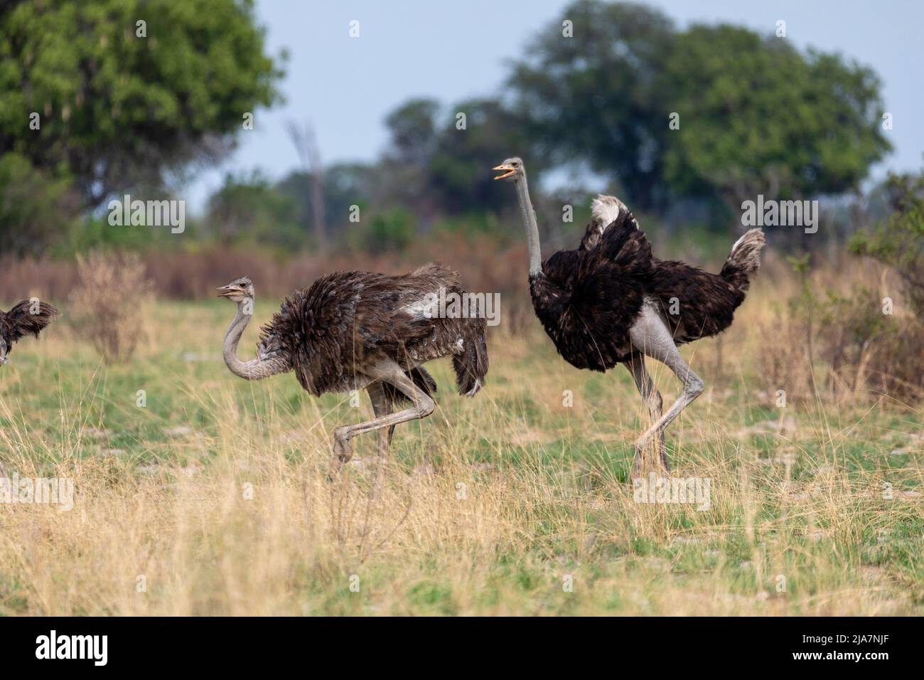 Ostriches of the Okavango Delta grassland, Botswana Stock Photo