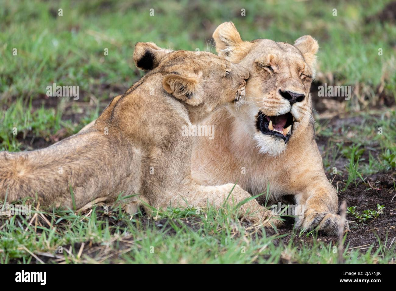 Lion cub kiss, Okavango Delta grassland, Botswana Stock Photo