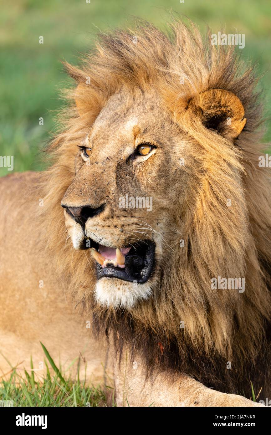 Male lion in Okavango Delta grassland Stock Photo