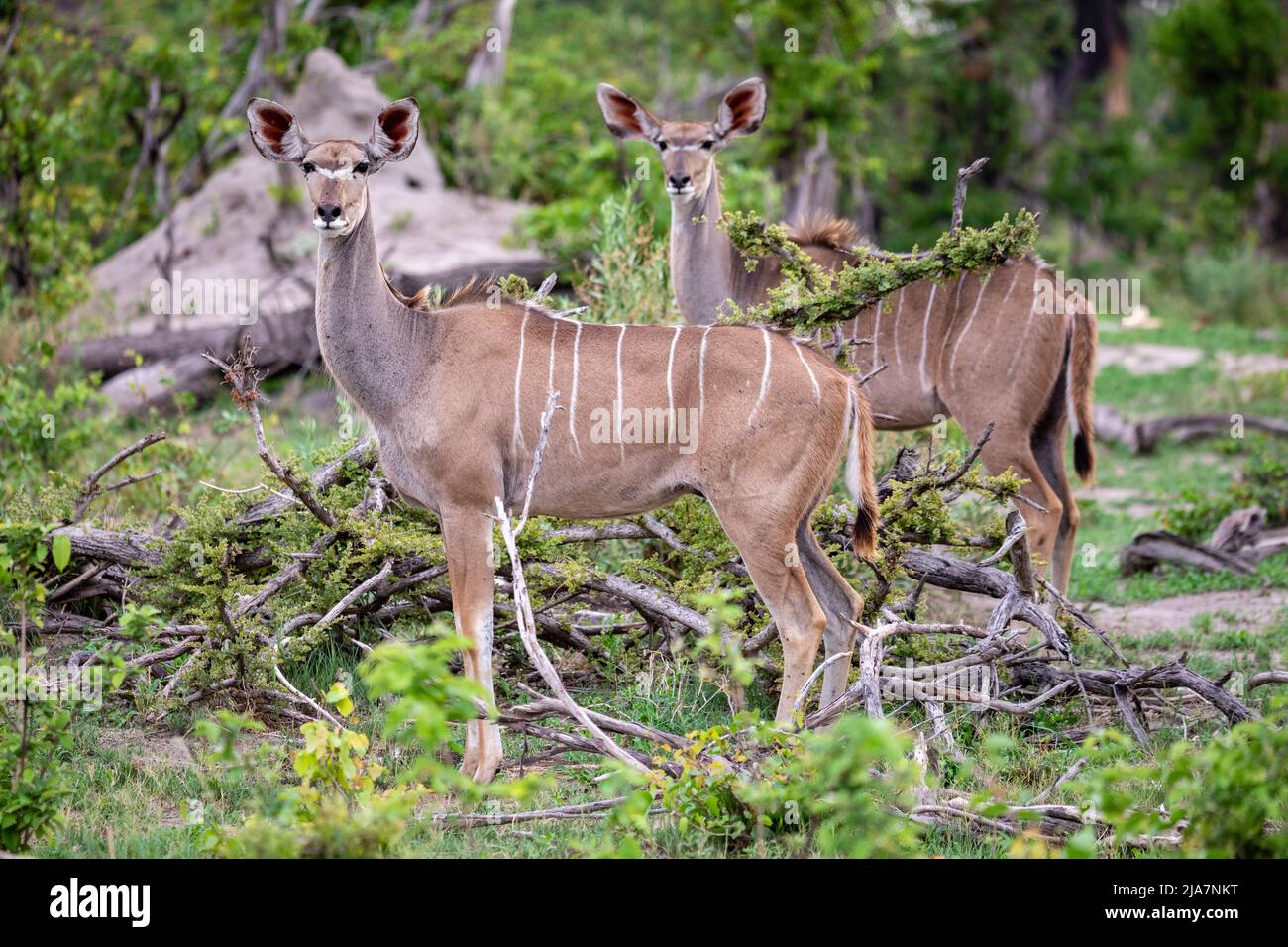 Greater Kudu in Botswana woodlands in Okavango Delta Stock Photo