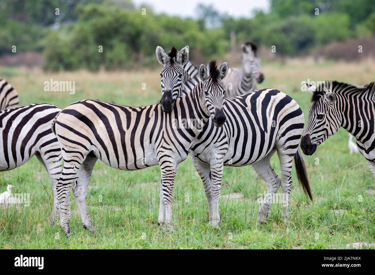 Burchell's Zebras in Okavango Delta grassland Stock Photo
