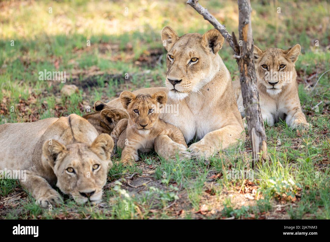 Lion pride of Okavango Delta grassland Stock Photo