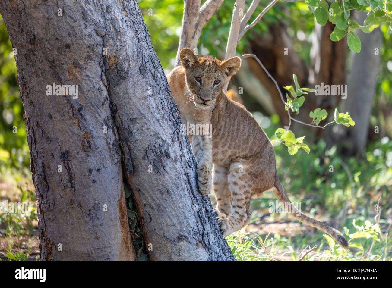 Lion cub attempting to climbs trees in Okavango Delta grassland Stock Photo