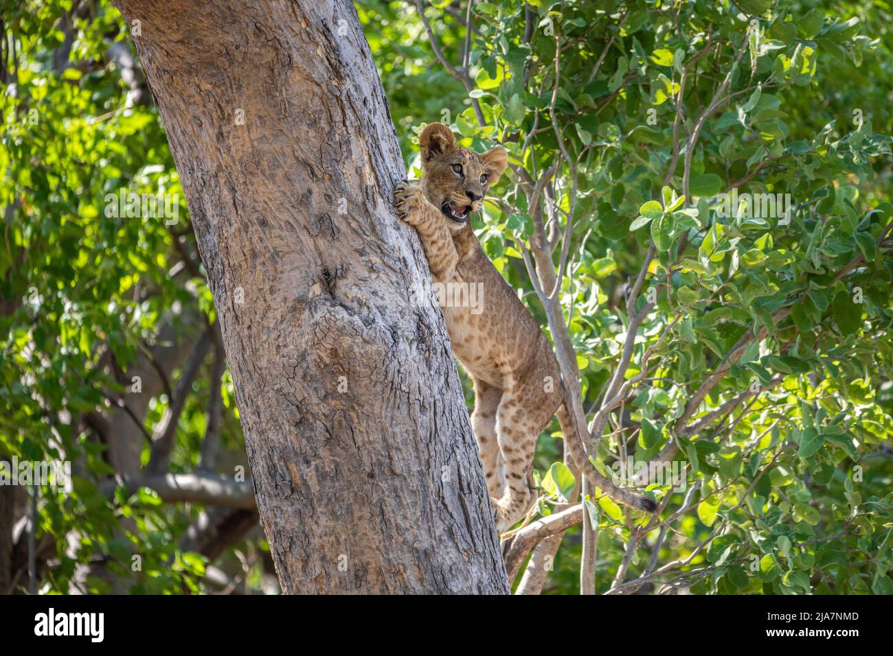 Lion cub attempting to climbs trees in Okavango Delta grassland Stock Photo